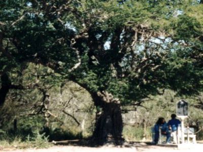 Famous tree of Texas _ Las Cuevas Ebony